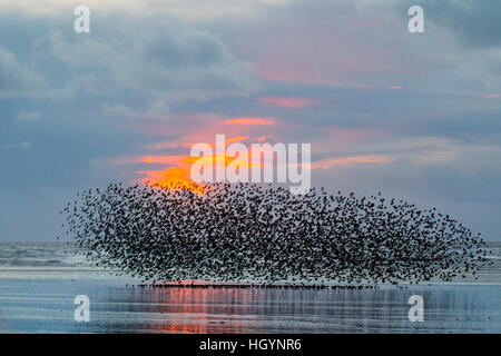 Murmuration de Starling sur l'eau. Blackpool, Lancashire. 13th janvier 2017. La dernière valse avant le lit, un essaim de milliers d'étoiles qui rôdaient sous la jetée nord victorienne de Blackpool. Ces oiseaux fantastiques ont mis sur un superbe vol d'exposition dans l'un de seulement une poignée de leurs sites préférés dans tout le Royaume-Uni. Les jours venteux, les énormes troupeaux d'étrions murmures dont le nombre est estimé à 20 000 plus prendre pour se reposer momentanément sur la plage à marée basse. Banque D'Images