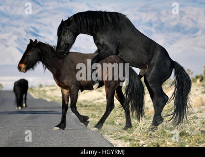 Cold Creek, Nevada, USA. Mar 28, 2015. Un étalon sauvage monte une mare le long de la route le 28 mars 2015, près de Las Vegas, Nevada. À compter du 1er mars 2016, environ 30 000 chevaux et ânes 2500 parcourir le paysage dans le Nevada selon le Bureau de gestion des terres. © David Becker/ZUMA/Alamy Fil Live News Banque D'Images