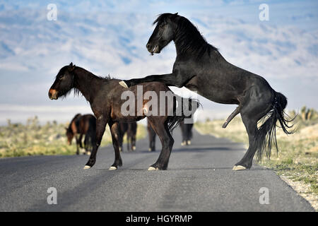 Cold Creek, Nevada, USA. Mar 28, 2015. Un étalon sauvage ressemble à monter une mare le long de la route le 28 mars 2015, près de Las Vegas, Nevada. À compter du 1er mars 2016, environ 30 000 chevaux et ânes 2500 parcourir le paysage dans le Nevada selon le Bureau de gestion des terres. © David Becker/ZUMA/Alamy Fil Live News Banque D'Images