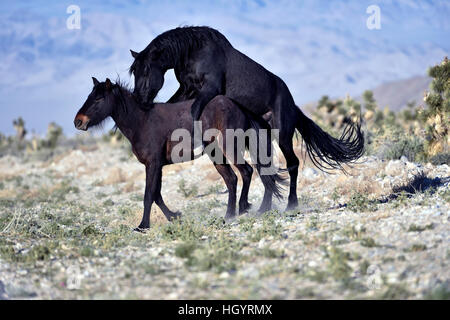 Cold Creek, Nevada, USA. Mar 28, 2015. Un étalon sauvage monte une mare le long de la route le 28 mars 2015, près de Las Vegas, Nevada. À compter du 1er mars 2016, environ 30 000 chevaux et ânes 2500 parcourir le paysage dans le Nevada selon le Bureau de gestion des terres. © David Becker/ZUMA/Alamy Fil Live News Banque D'Images
