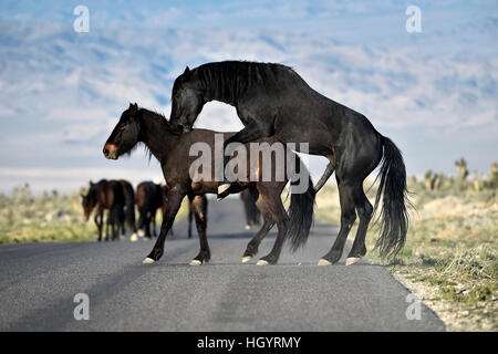 Cold Creek, Nevada, USA. Mar 28, 2015. Un étalon sauvage ressemble à monter une mare le long de la route le 28 mars 2015, près de Las Vegas, Nevada. À compter du 1er mars 2016, environ 30 000 chevaux et ânes 2500 parcourir le paysage dans le Nevada selon le Bureau de gestion des terres. © David Becker/ZUMA/Alamy Fil Live News Banque D'Images