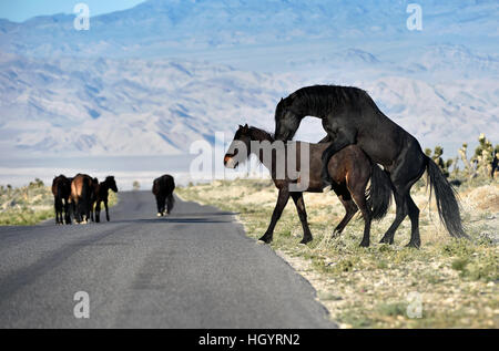 Cold Creek, Nevada, USA. Mar 28, 2015. Un étalon sauvage monte une mare le long de la route le 28 mars 2015, près de Las Vegas, Nevada. À compter du 1er mars 2016, environ 30 000 chevaux et ânes 2500 parcourir le paysage dans le Nevada selon le Bureau de gestion des terres. © David Becker/ZUMA/Alamy Fil Live News Banque D'Images
