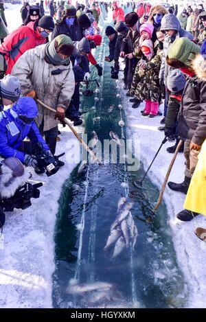 Fuhai, la Région Autonome Uygur du Xinjiang. 14 Jan, 2017. Les pêcheurs tirer dans un filet à la Ulunggur dans le lac Fuhai County, nord-ouest de la Chine, la Région autonome du Xinjiang Uygur, 14 janvier 2017. © Jiang Wenyao/Xinhua/Alamy Live News Banque D'Images