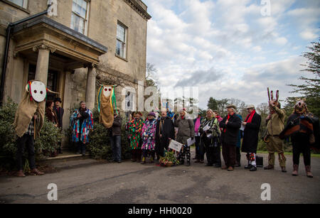 Stroud, Royaume-Uni. 14 janvier 2017. Le festival annuel Wassail prend part dans les rues de Stroud en dehors de la chambres d'abonnement et musée dans le parc. Wassailing est une tradition ancienne où les artistes interprètes ou exécutants se rassemblent pour bannir les vieux démons et bienvenue dans la nouvelle année qui souhaitent tous "Wass-ail', ou 'Bonne santé'. Morris danseurs, mimes' joue et l'hiver jollity se combinent pour un chœur de chants et de chansons folkloriques traditionnelles qui se divertir et amuser les foules. Une créature mythique, connu comme 'l'larges" (un type de bull-face hobby horse) a défilé dans les rues. Credit : Wayne Farrell/Alamy Live News Banque D'Images