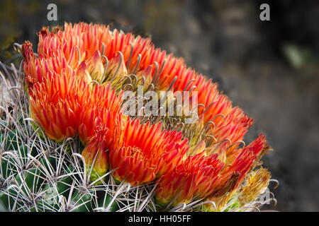 Fleurs rouge lumineux d'entourer la tête d'un hameçon baril cactus. Banque D'Images