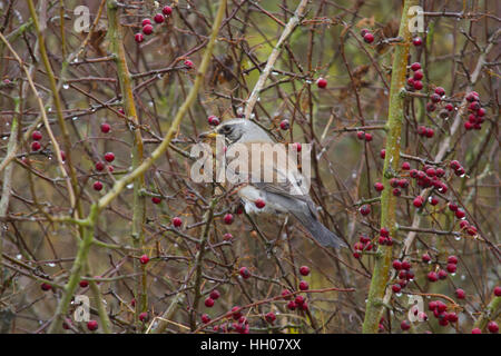 F) Fieldfare (Turdus perché dans un buisson d'aubépine Banque D'Images