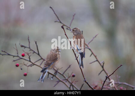 Common linnet (Linaria cannabina) perché Banque D'Images