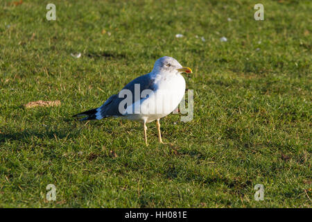 Moindre Goéland marin (Larus fuscus) debout dans un champ Banque D'Images