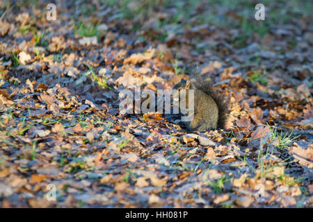 L'écureuil gris (Sciurus carolinensis) Banque D'Images