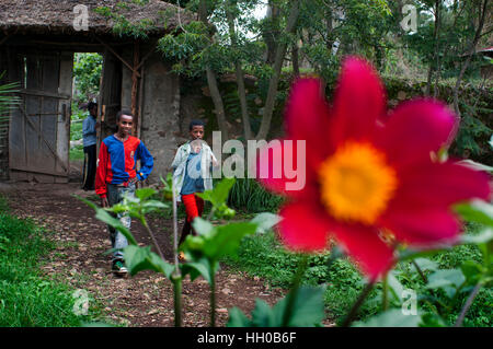 L'église Debre Sina Maryam, Lac Tana, Bahir Dar, l'Éthiopie. Cour extérieure de l'église de Debre Sina Maryam. Les fleurs sont larges et un garçon Banque D'Images