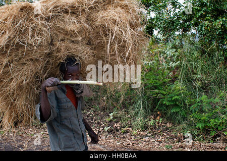 Entre la route de Wukro à Mekele, Ethiopie. Un paysan porte la paille qu'il a fauché sur la route menant de Wukro à Mekele. Et Wukro Cherkos Wukro Banque D'Images