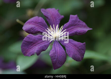 Clematis 'Etoile Violette' Banque D'Images