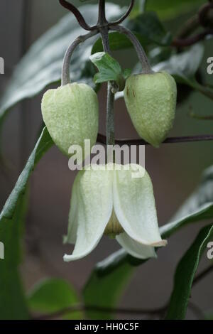 Clematis 'Winter Beauty' urophylla Banque D'Images