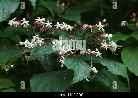 Clerodendrum trichotomum Banque D'Images