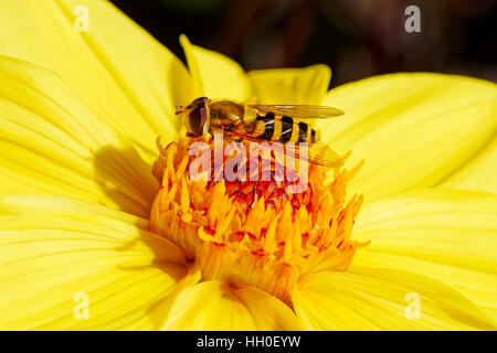 Libre d'une politique commune de hoverfly la collecte du pollen de l'étamine d'une fleur jaune vif dans la salle lumineuse du soleil d'été Banque D'Images
