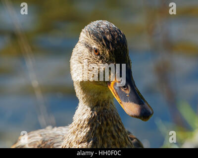 Close-up style portrait image montrant la tête et le cou d'un Canard colvert avec la rivière Lathkill flou en arrière-plan. Banque D'Images