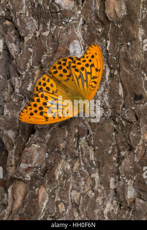 Kaisermantel, Männchen, Silberstrich, Argynnis paphia, argent-lavé fritillary, homme, le tabac d'Espagne, Edelfalter, Nymphalidae Banque D'Images