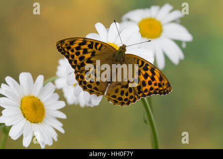 Kaisermantel Weibchen, Silberstrich Argynnis paphia,,, argent-lavé fritillary, femme, le tabac d'Espagne, Edelfalter, Nymphalidae Banque D'Images