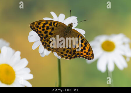 Kaisermantel Weibchen, Silberstrich Argynnis paphia,,, argent-lavé fritillary, femme, le tabac d'Espagne, Edelfalter, Nymphalidae Banque D'Images