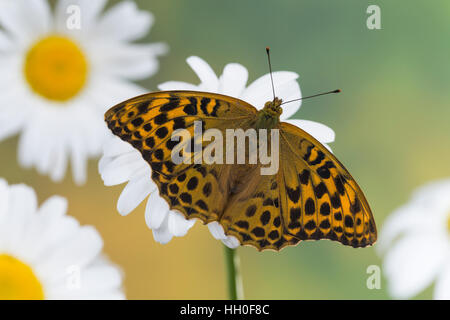 Kaisermantel Weibchen, Silberstrich Argynnis paphia,,, argent-lavé fritillary, femme, le tabac d'Espagne, Edelfalter, Nymphalidae Banque D'Images