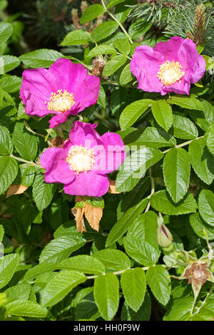 Kartoffel-Rose Kartoffelrose Runzel-Rose,,, Runzelrose, Rose, Blüten, Rosa rugosa, Japonais Rose Banque D'Images