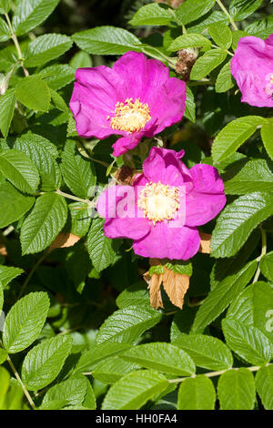 Kartoffel-Rose Kartoffelrose Runzel-Rose,,, Runzelrose, Rose, Blüten, Rosa rugosa, Japonais Rose Banque D'Images