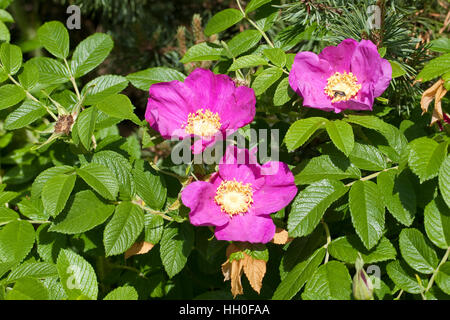 Kartoffel-Rose Kartoffelrose Runzel-Rose,,, Runzelrose, Rose, Blüten, Rosa rugosa, Japonais Rose Banque D'Images