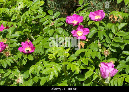 Kartoffel-Rose Kartoffelrose Runzel-Rose,,, Runzelrose, Rose, Blüten, Rosa rugosa, Japonais Rose Banque D'Images