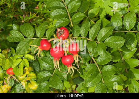 Kartoffel-Rose Runzel-Rose Kartoffelrose,,,, Runzelrose Hagebutten, Rose, Hagebutte Früchte, Rosa rugosa, Japonais, Rose, Rosier du Japon Banque D'Images