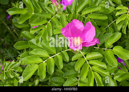 Kartoffel-Rose Kartoffelrose Runzel-Rose,,, Runzelrose, Rose, Blüten, Rosa rugosa, Japonais Rose Banque D'Images