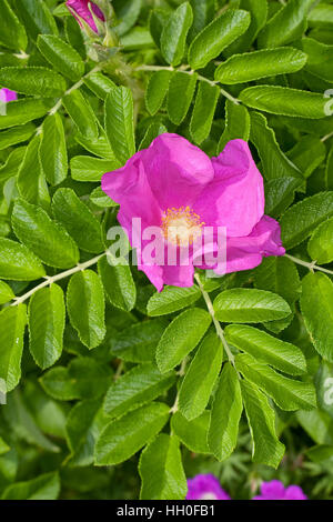 Kartoffel-Rose Kartoffelrose Runzel-Rose,,, Runzelrose, Rose, Blüten, Rosa rugosa, Japonais Rose Banque D'Images