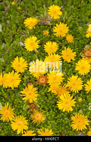 Lesotho-Mittagsblume Lesotho-Stauden Mittagsblume,-Mittagsblume, Delosperma nubigenum, jaune, usine à glace Banque D'Images