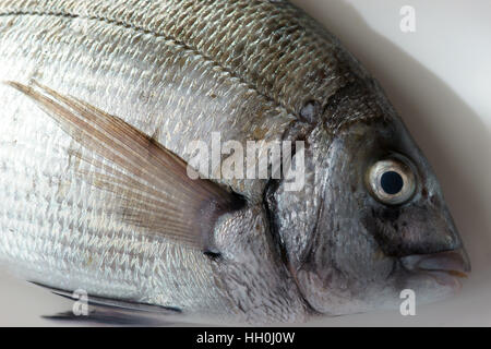 Saragus diplodus, mer méditerranée - Sarago Banque D'Images