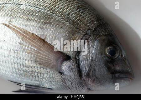 Saragus diplodus, mer méditerranée - Sarago Banque D'Images