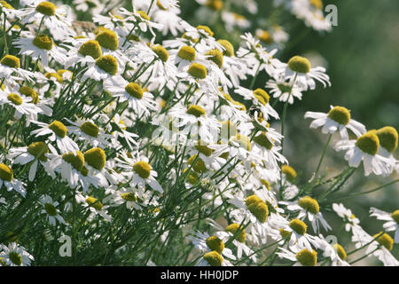 Camomille matricaire inodore Tripleurospermum inodorum Banque D'Images