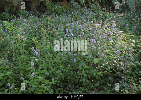 Menthe aquatique Mentha aquatica en masse croissante dans une zone humide à côté d'une voie nouvelle de Forest National Park Hampshire England UK 2012 Banque D'Images