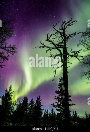 Northern Lights dans le parc national Urho Kekkonen, Finlande Banque D'Images