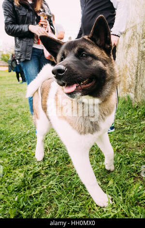 Akita américain chien debout près de pieds dans l'herbe verte, à l'extérieur du parc. Photo prise sur le grand angle. Banque D'Images