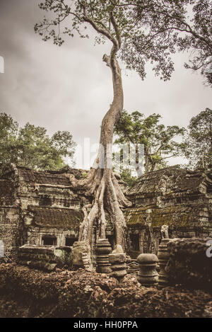 Silk cotton tree growing tall à travers Ta Promh, temple Angkor Cambodge Banque D'Images