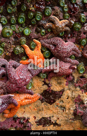 L'étoile de l'ocre, les routes fin State Park, Lincoln City, Oregon Banque D'Images