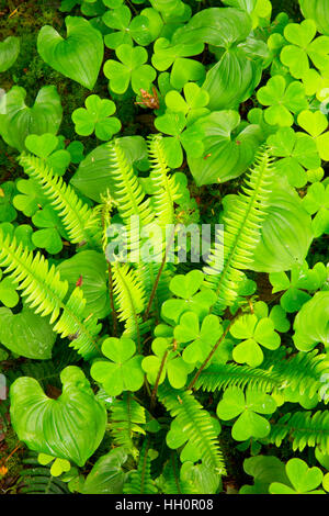 Blechnum avec de faux le muguet et oxalis le long de Ya'Xaik Yachats, Oregon Trail, Banque D'Images