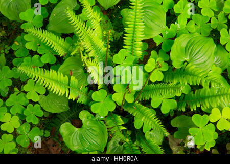 Blechnum avec de faux le muguet et oxalis le long de Ya'Xaik Yachats, Oregon Trail, Banque D'Images