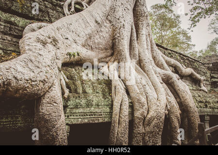 Coton soie des racines d'arbre qui poussent autour de temple dans Ta Promh, temples Angkor, Cambodge Banque D'Images