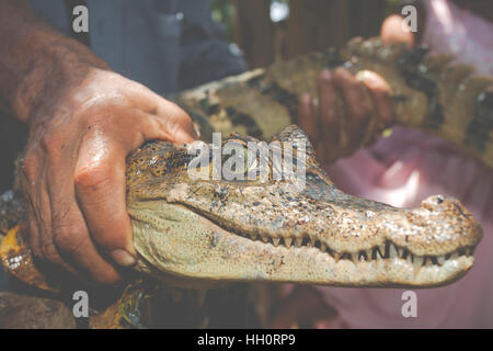 Yeux des jeunes caiman noir capturé par un indigène de la jungle Banque D'Images