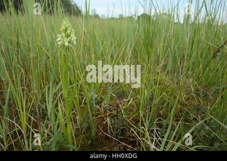 Au début de l'ouest des marais (Dactylorhiza incarnata ochroleuca), une sous-espèce extrêmement rare, à son seul site britannique Banque D'Images