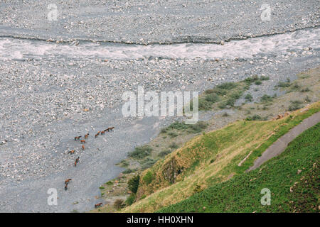 Troupeau de chevaux allant à la rivière de montagne dans les gorges de Darial Terek, Kazbegi district, région de Mtskheta-Mtianeti, Géorgie. Vue d'en haut. Vue aérienne Banque D'Images