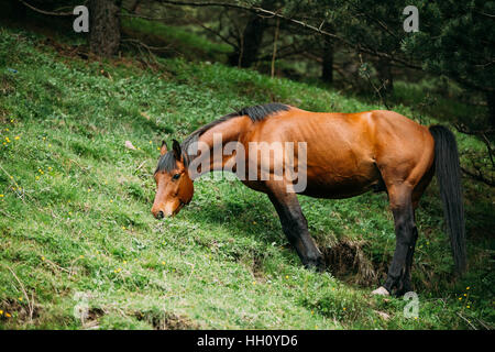 Cheval brun rouge mange de l'herbe de pâturage au printemps. Calèche sur une pente de montagne verte au printemps dans les montagnes de la Géorgie. Banque D'Images