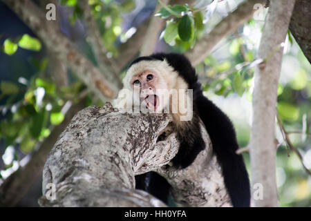 Singe Capucin agressif sur un arbre Banque D'Images