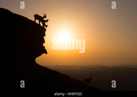 Troupeau de bouquetin de Nubie (Capra ibex nubiana), descendre une falaise au lever du soleil. Photographié sur le bord du cratère de Ramon, désert du Néguev, Israël Banque D'Images