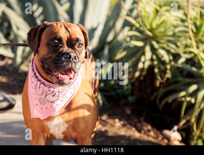 Friendly chien Boxer avec un bandana à l'échelle locale dog park Banque D'Images